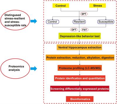 Comparative Proteomic Characterization of Ventral Hippocampus in Susceptible and Resilient Rats Subjected to Chronic Unpredictable Stress